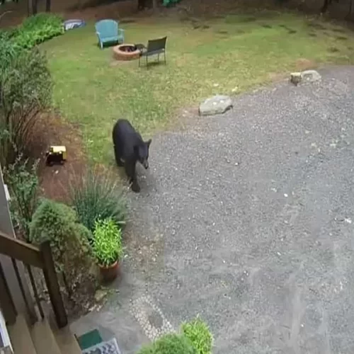 Tem um Urso no meu quintal. E agora?