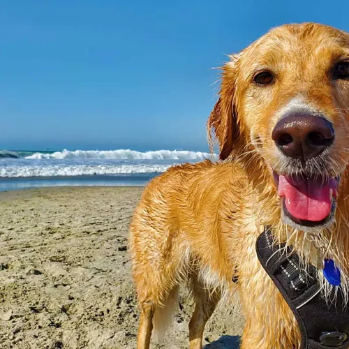 Praias ‘Pet Friendly’ nos EUA: Paraíso para Você e Seu Melhor Amigo